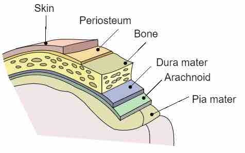 The Meninges