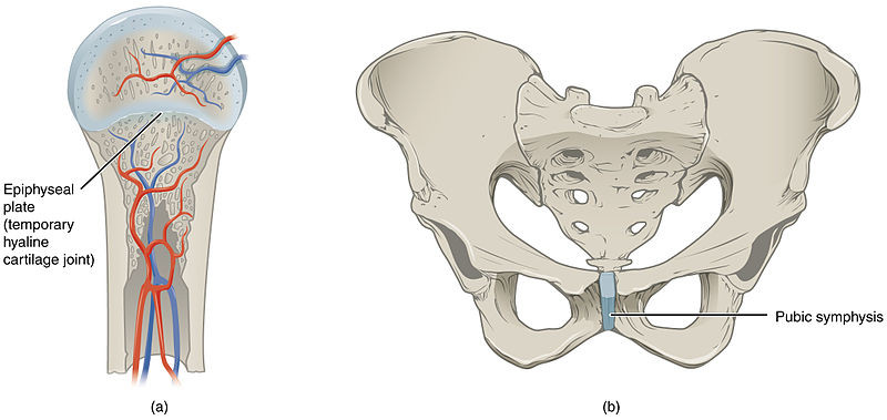 Cartilaginous Joints