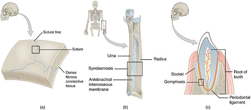 Fibrous Joints