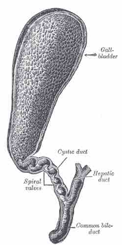 Gallbladder