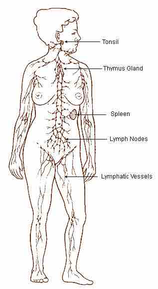 The Lymph Nodes and Lymph Vessels in Human Beings