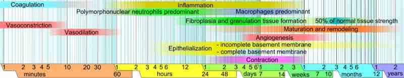 Critical developments that occur during a localized inflammatory response