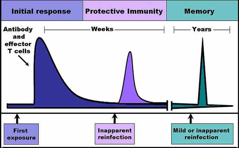 The Time Course of an Immune Response