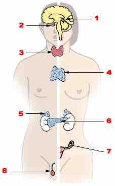 Illu endocrine system