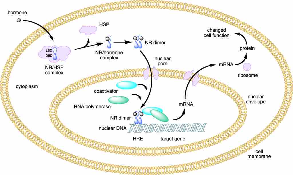 Lipid soluble hormones directly regulate gene expression