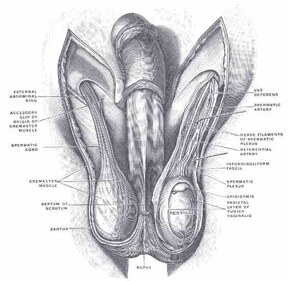 Inside the Human Testes