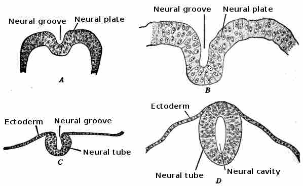 Morphogenisis and the Change in the Shape of Cell