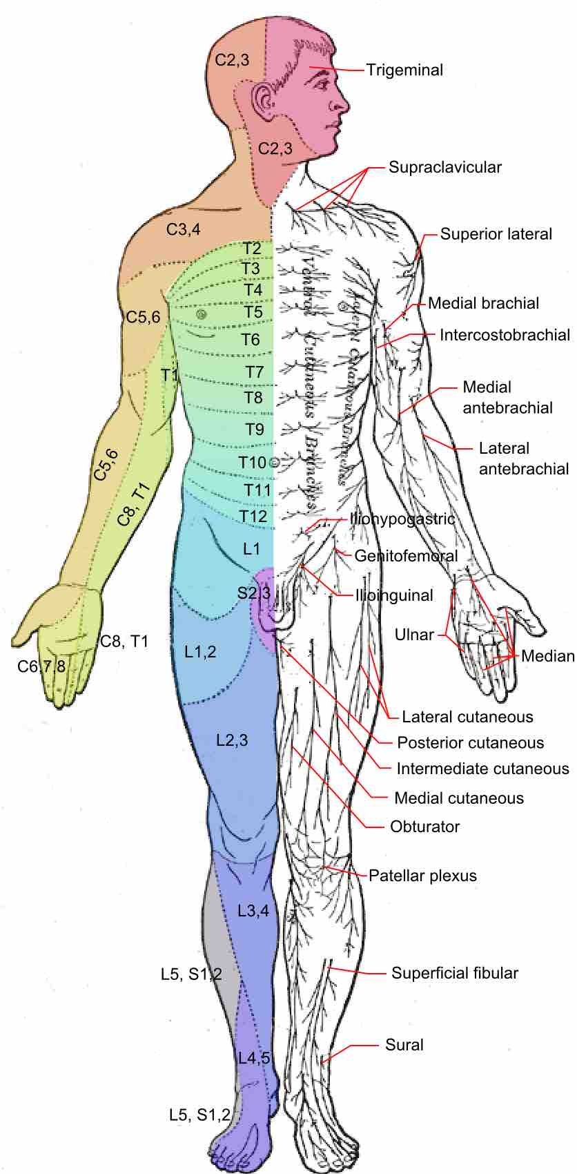 Dermatomes