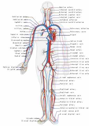 Circulatory system en