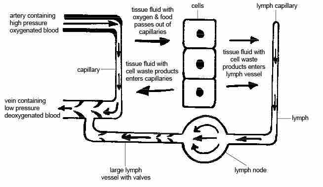 The lymphatic system