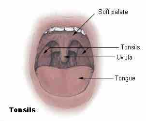 Tonsils