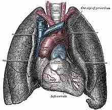 220px heart and lungs