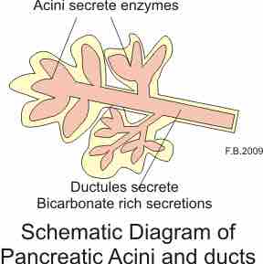 Pancreatic fluid