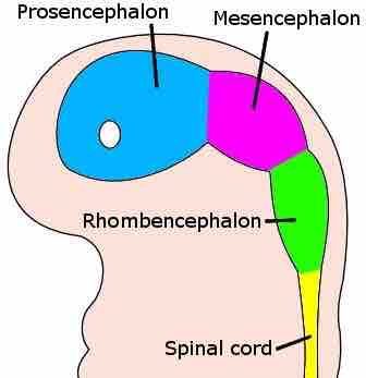 Embryo brain at four weeks