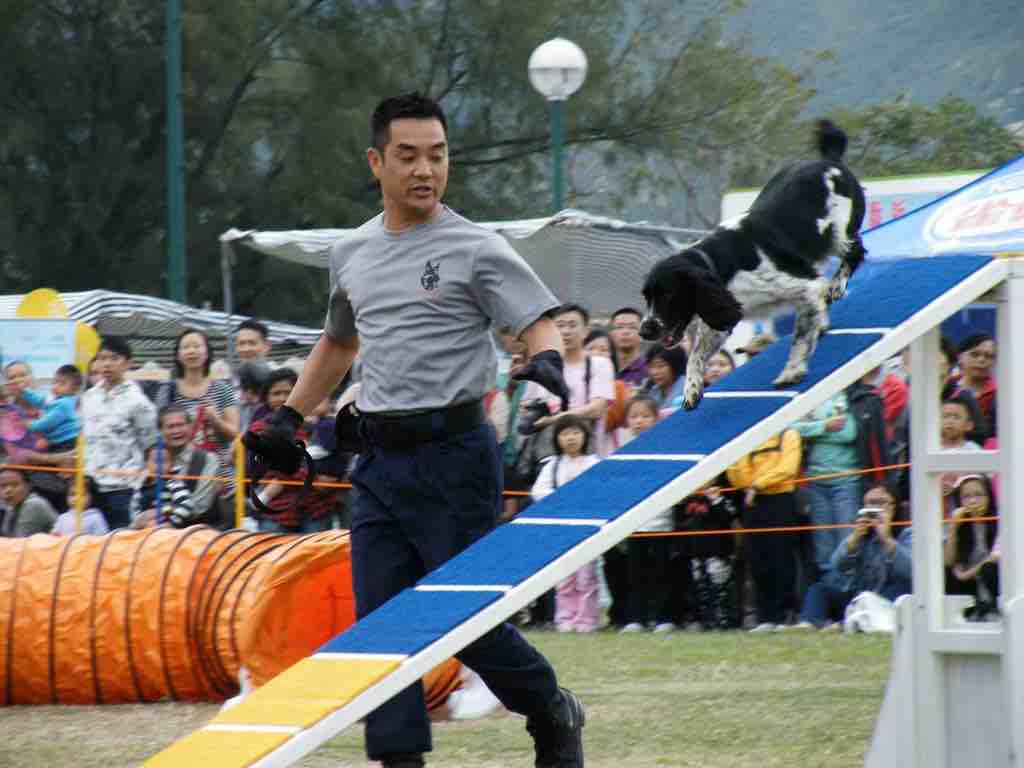 Dog show