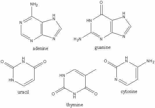 What forms a nucleic acid structure?