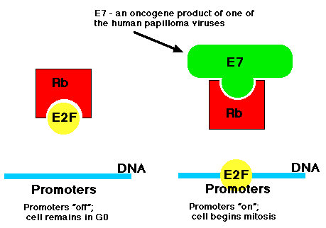 Proto-oncogenes Can Become Oncogenes