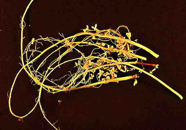 Root nodules on a legume