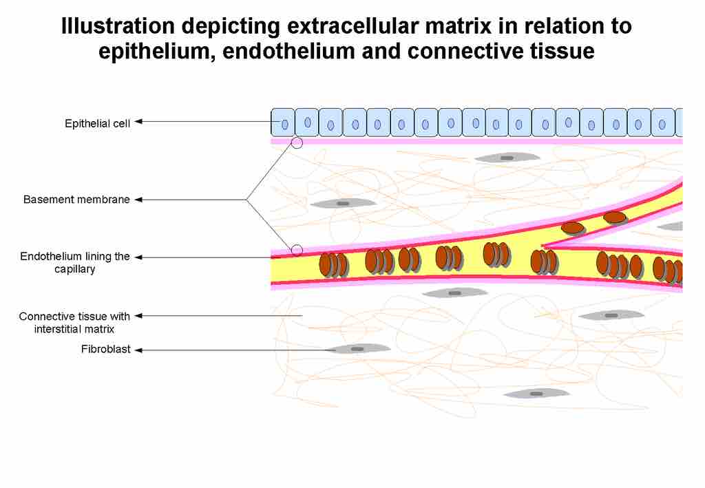 Extracellular matrix