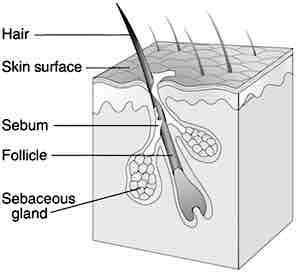 Sebaceous Gland