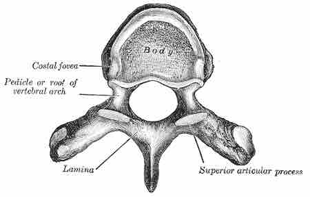 Thoracic vertebra