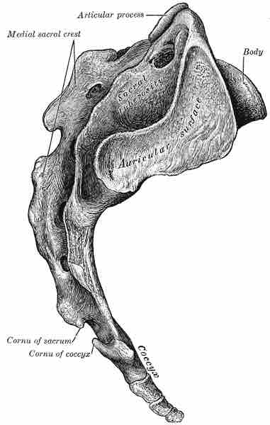 Coccyx