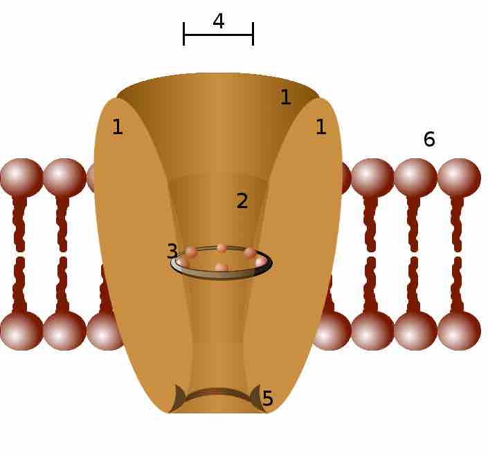 Ion channel