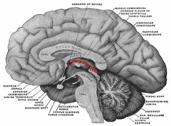 The Epithalamus