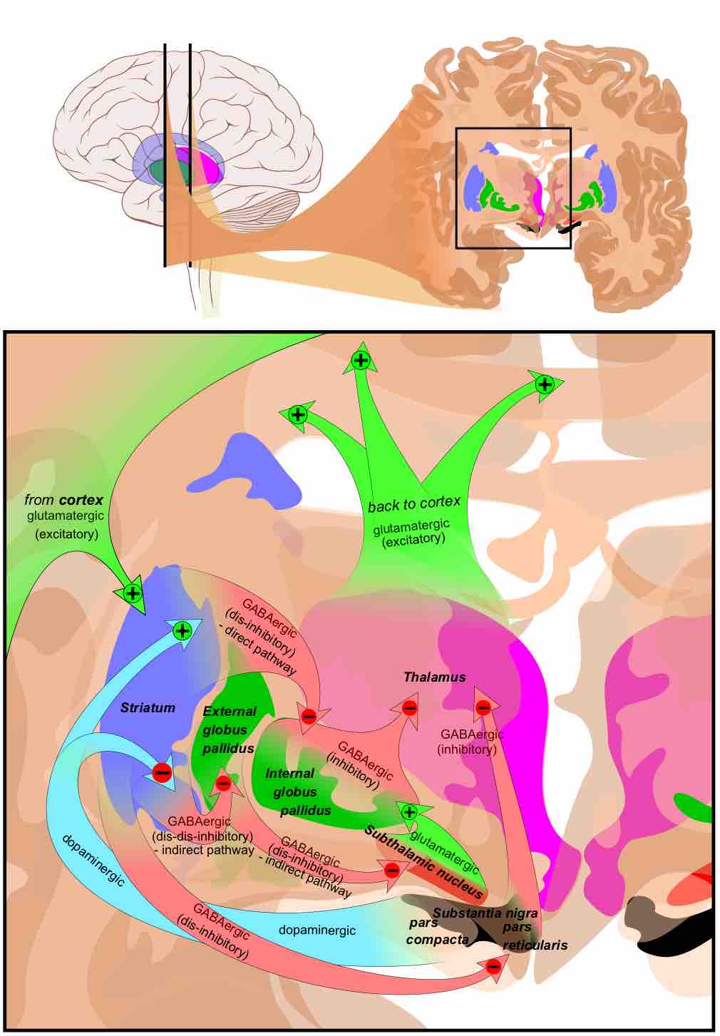 Basal ganglia circuits