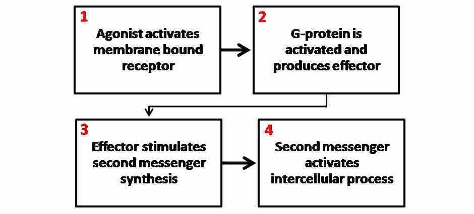 Second messenger mechanisms