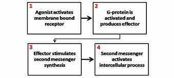 Second messenger mechanism