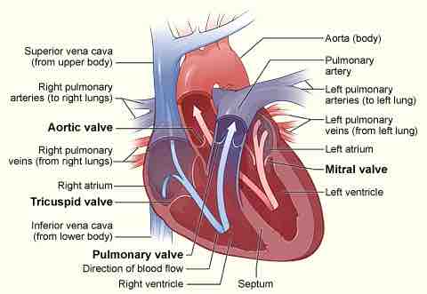 Cross section of heart indicating heart valves