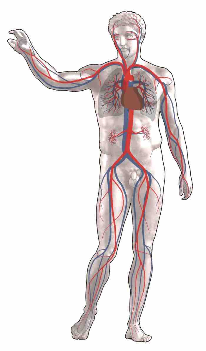 Blood distribution