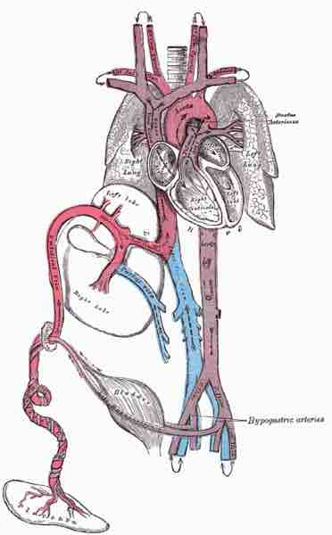 Fetal circulation