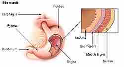 Layers of GI tissue