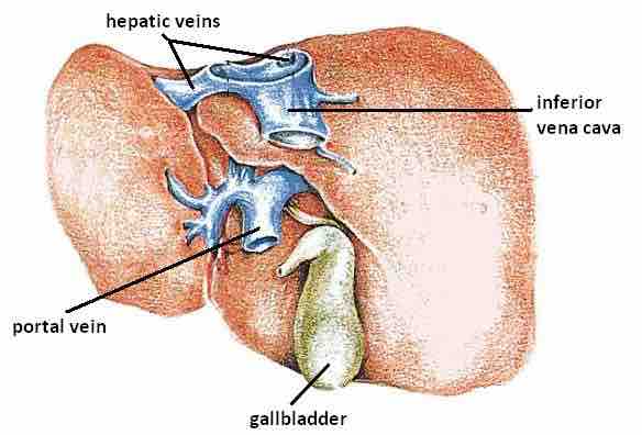 Hepatic veins