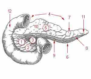 Parts of a pancreas