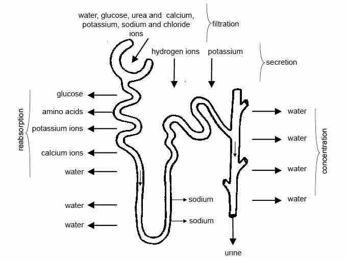 Summary of the process of urine formation