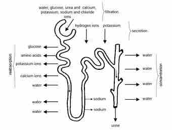  in the formation of urine