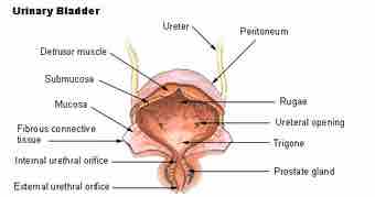 Illu bladder