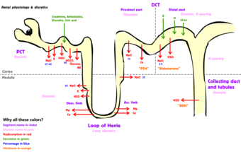 Renal diuretics