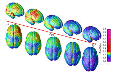 Experience affects the activation of neural networks