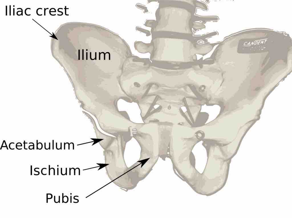 Ischium