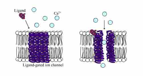 A Ligand-gated Ion Channel