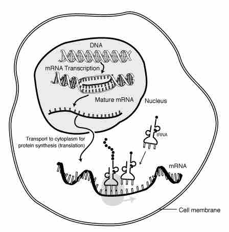 DNA to Protein