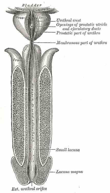 Male urethra