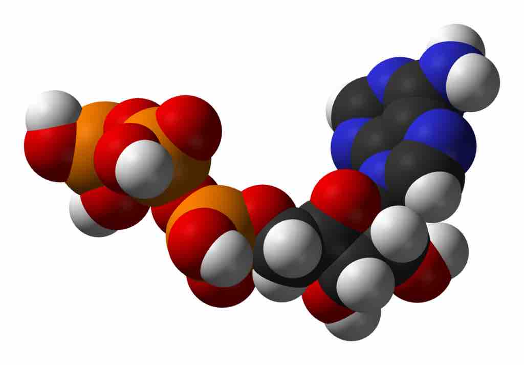 Adenosine triphosphate