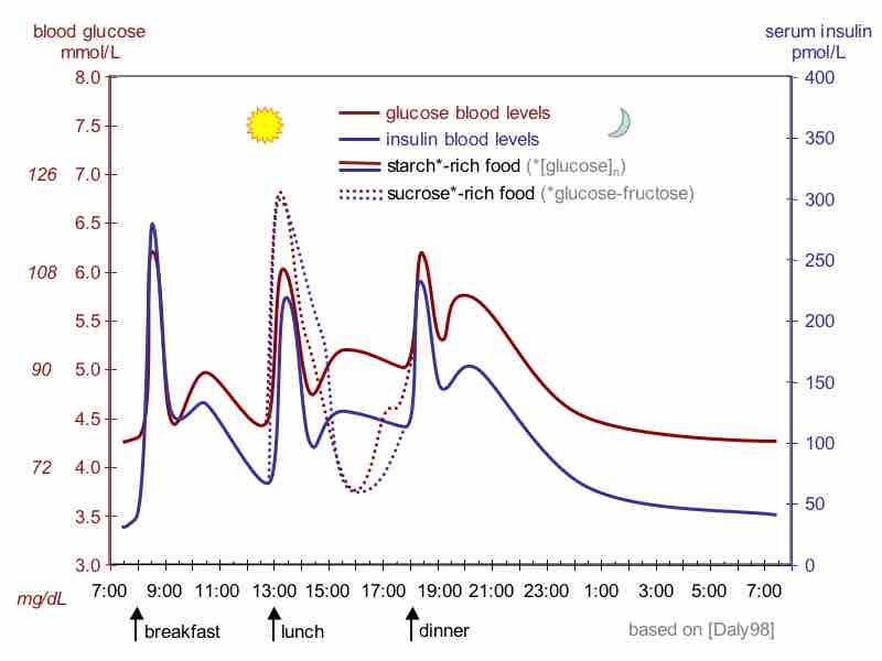 The flactuations of glucose and insulin in human during the course of a day