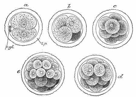 Cell cleavage