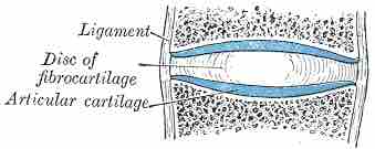 Symphyses